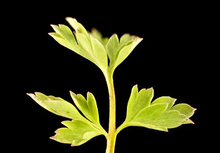 Corydalis flavula, 3, Yellow Corydalis, Howard County, Md,  2018-05-17-16.03