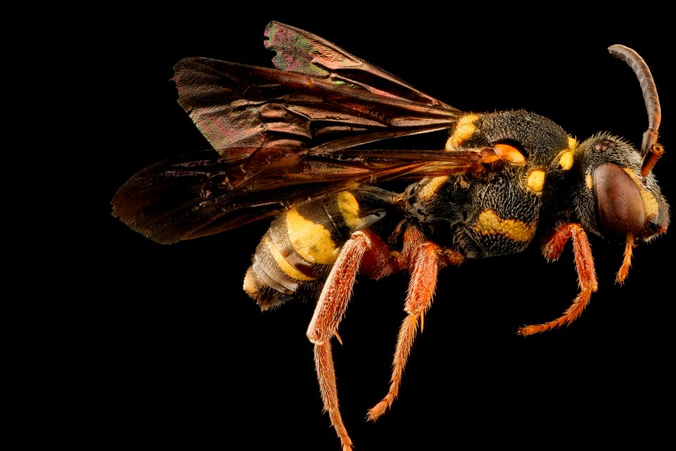 Nomada vegana, m, right, Barnwell Co., SC 2018-05-16-23.11.56 ZS