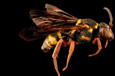 Nomada vegana, m, right, Barnwell Co., SC 2018-05-16-23.11.56 ZS