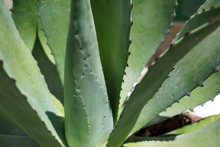 Succulent green leaves photo