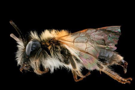 Andrena lapponica, m, left, Bukovske vrchy, Slovakia 2019-12-16-19.35.10 ZS PMax UDR