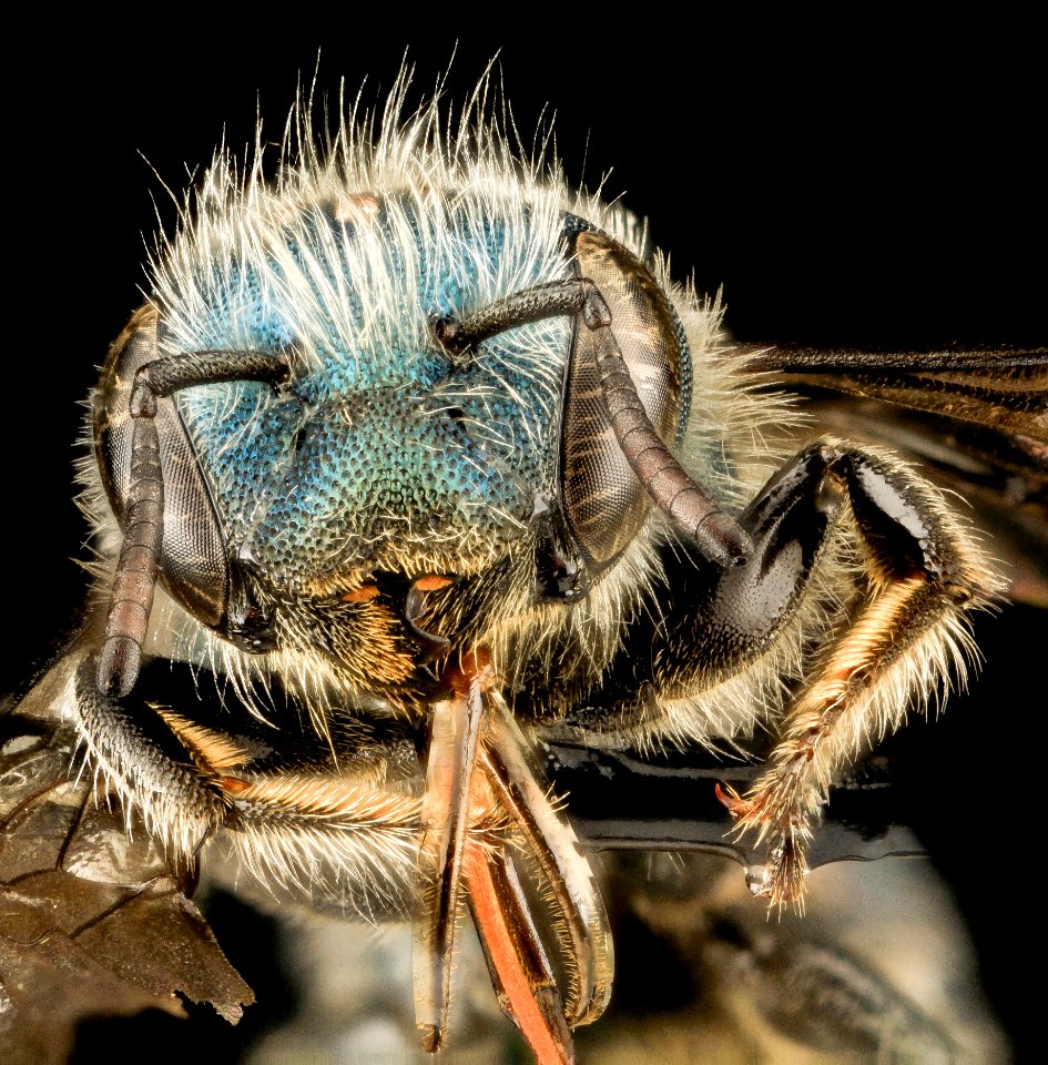 Osmia albiventris, F, Face, MD, Cecil County 2013-08-08-14.23.02 ZS PMax