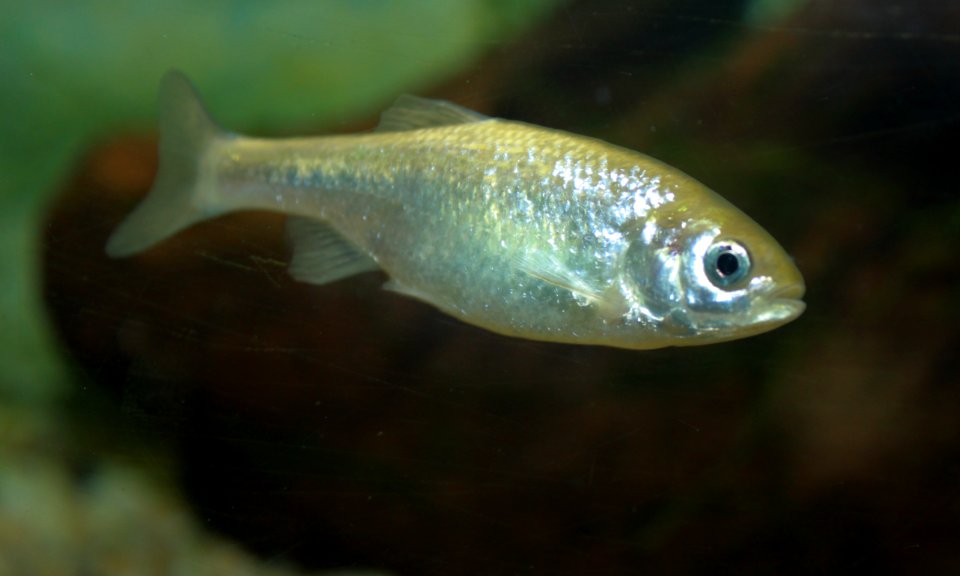 Beautiful Shiner juvenile