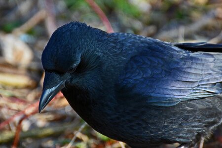 Corvidae raven bird black bird photo