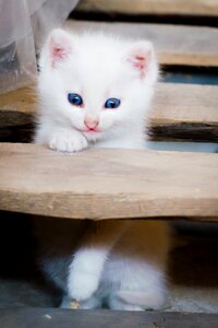 Kitten toddler sweet