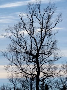 171025-FS-Superior-SAR-baretreecloudlandscape