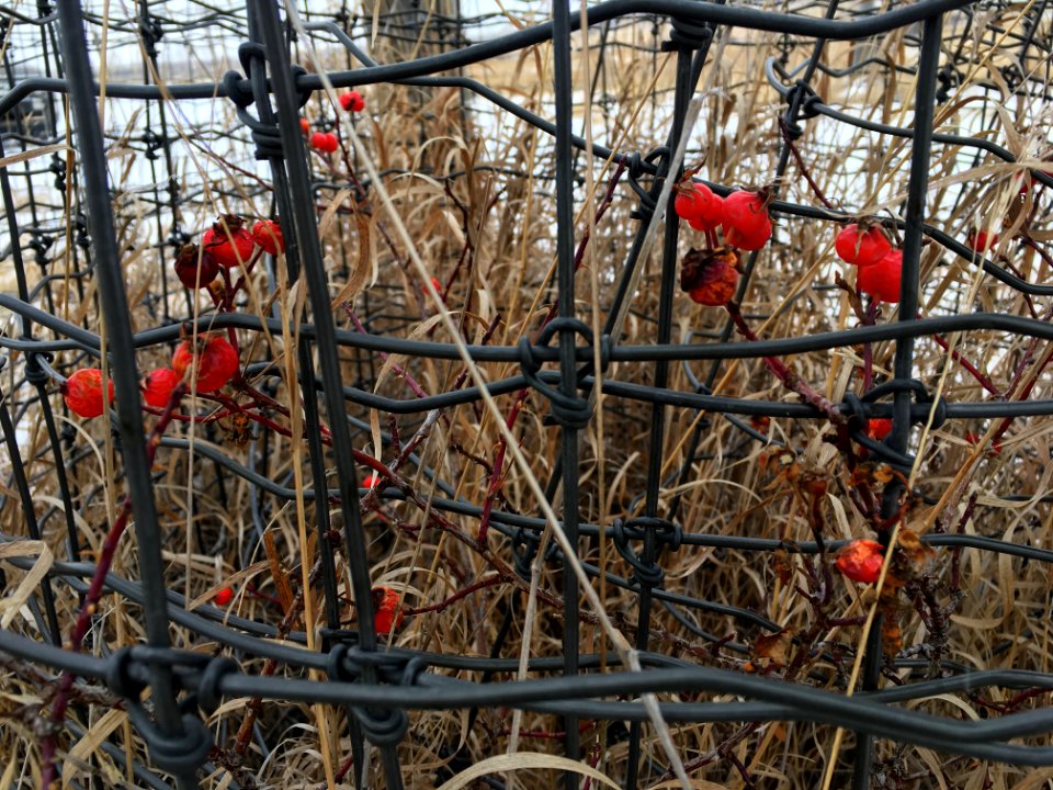 Rose Hips Behind Bars
