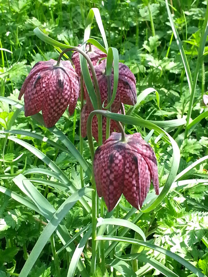 Snakeskin fritillary flower