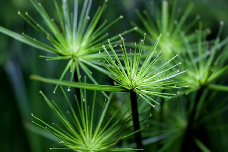 Flora plant green plant