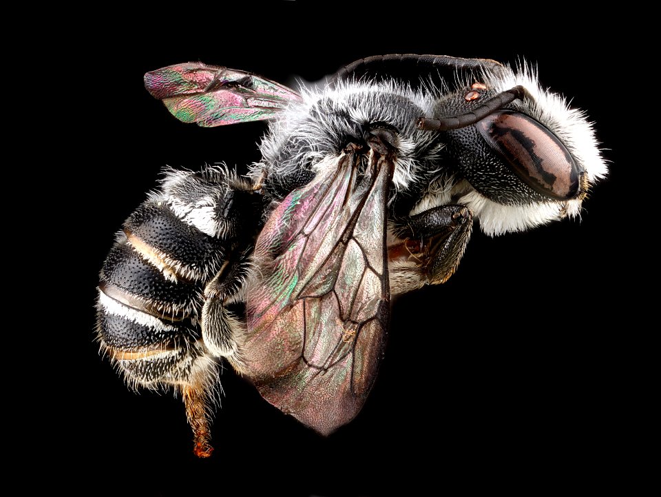 Megachile-campanulae,-male,-side 2012-06-07-15.39.59-ZS-PMax