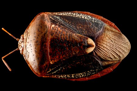 Edessa florida, U, back, Upper Marlboro 2013-01-15-17.14.50 ZS PMax