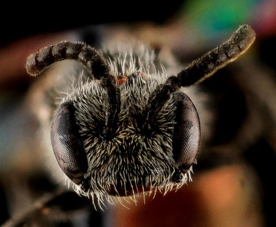 Sphecodes  brachycephalus, F, face, NC, Moore Co 2013-09-25-19.24.15 ZS PMax