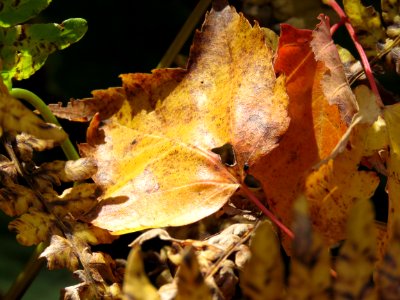 Leaf on fern close up
