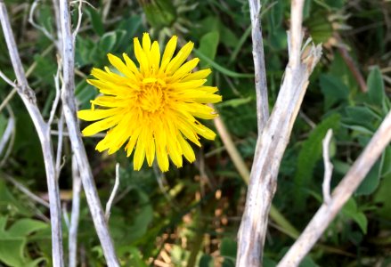 Dandy?