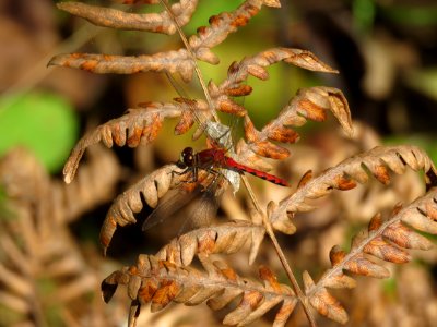 20190924-FS-Superior-SAR-014