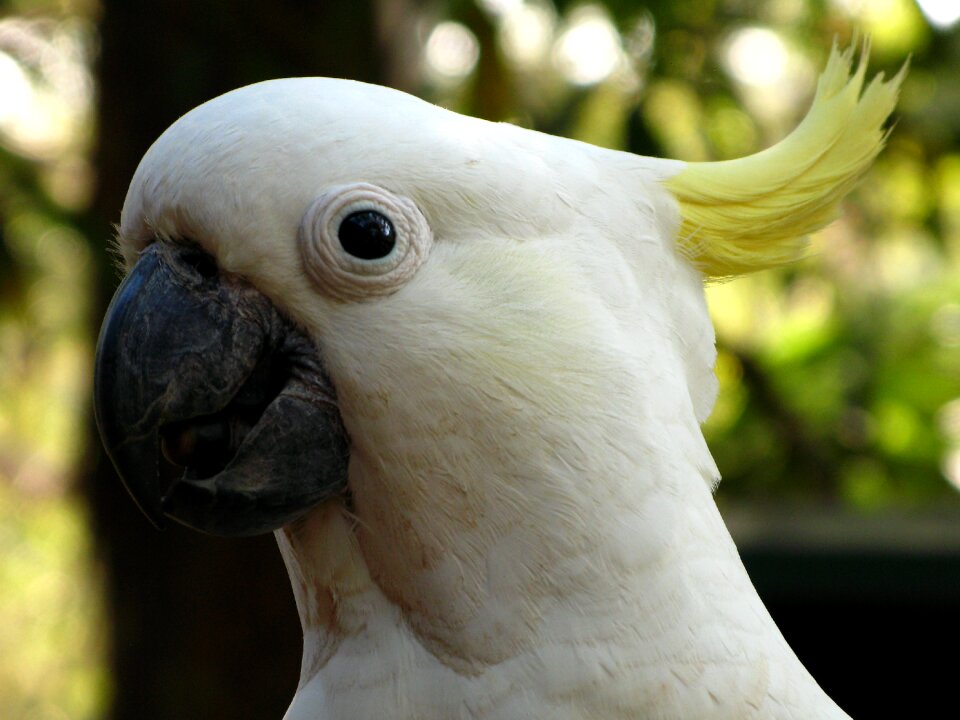 Cockatoo bird australia photo