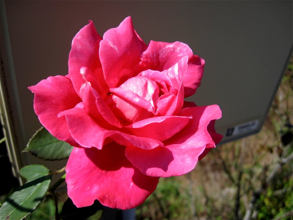 Pink Rose on the Road Side