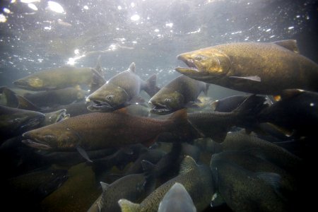 Chinook Salmon photo