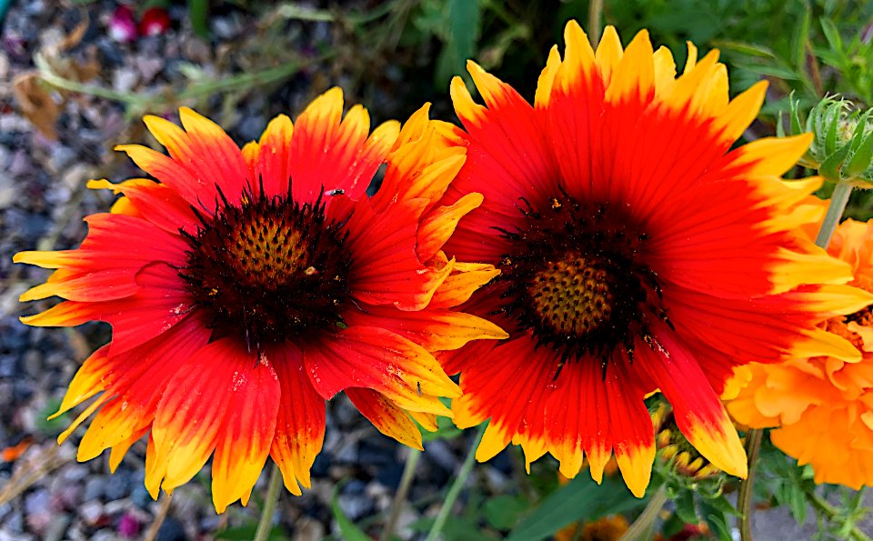 Flower Eyes