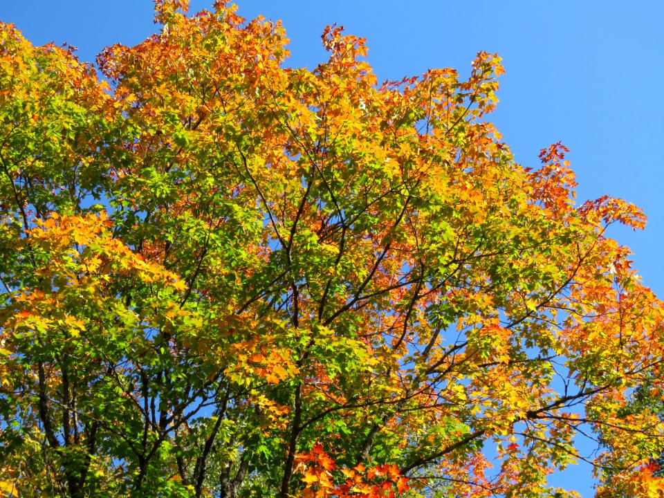 Maples and sky