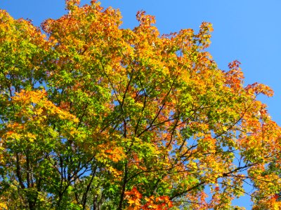 Maples and sky photo