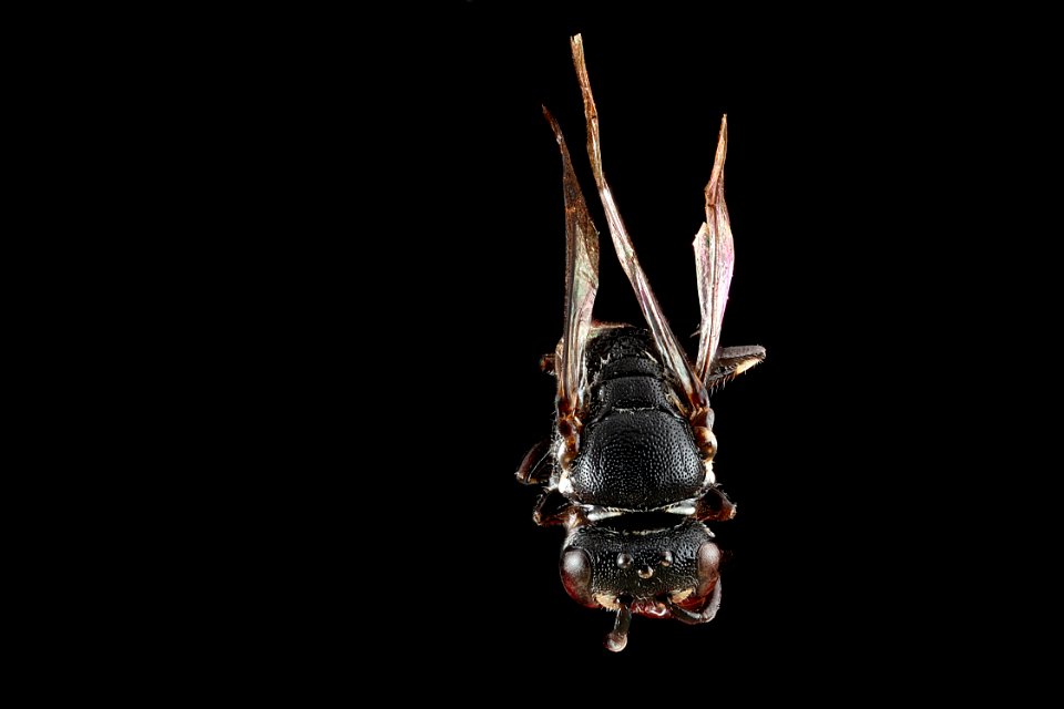 Hylaeus strenuus -male,-back-2 2012-06-19-16.16.01-ZS-PMax