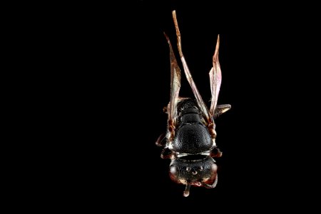 Hylaeus strenuus -male,-back-2 2012-06-19-16.16.01-ZS-PMax photo