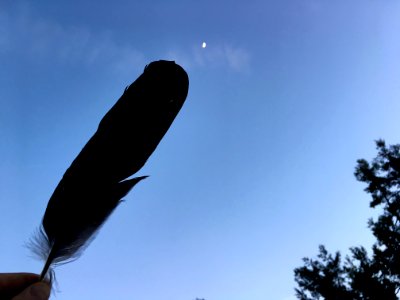 Fly Me to the Moon....
