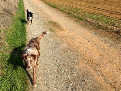 Let's Do the Driveway Walk Again, Dax photo