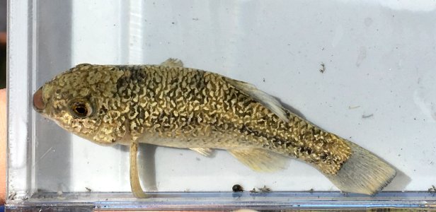 Comanche Springs Pupfish