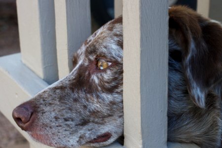 Deep Dog Thoughts