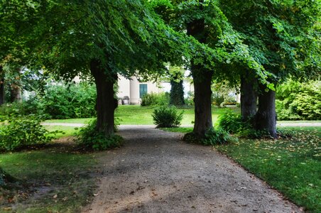 Garden castle park glienecke deciduous tree
