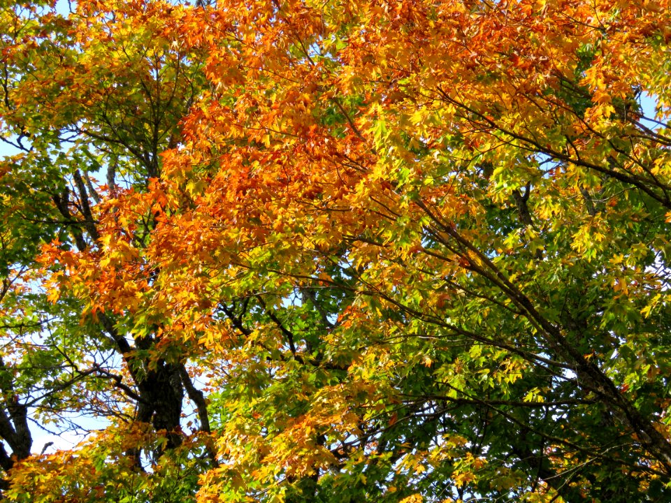 Maple leaves