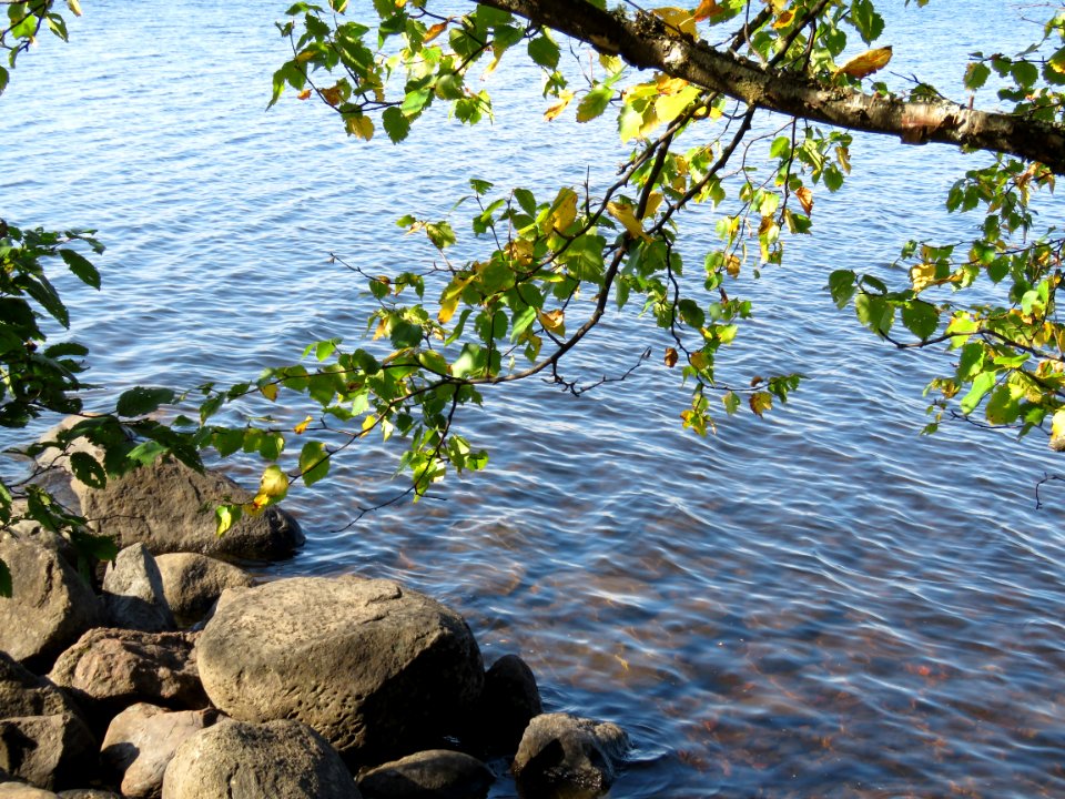White pine Lake close up