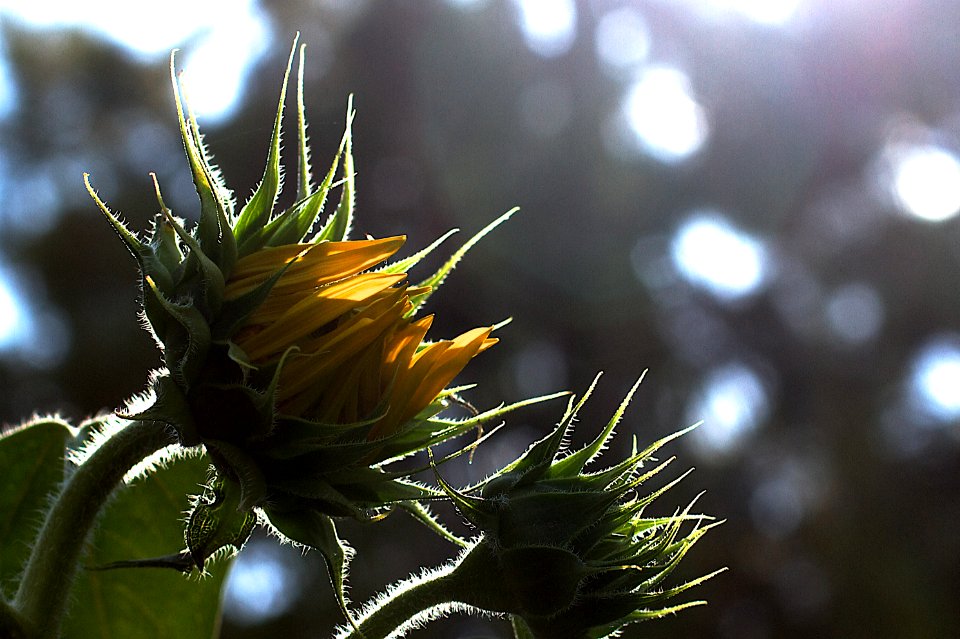 2013/365/187 Flowers of the Sun