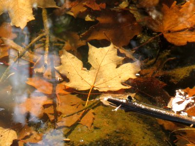 171004-FS-Superior-SAR-leafinwater