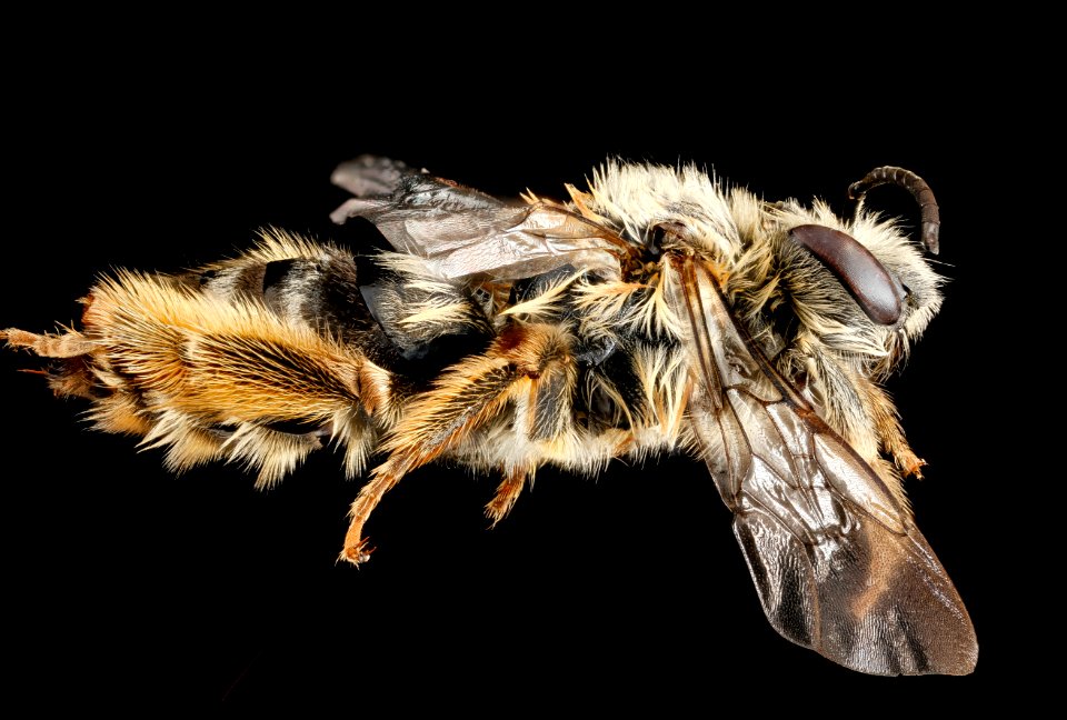Eucera dubitata, F, side, West Virginia, Pleasants County 2013-03-12-15.08