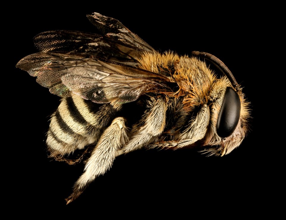 China Bee 1, U, Side 2015-08-10-09.58.58 ZS PMax UDR