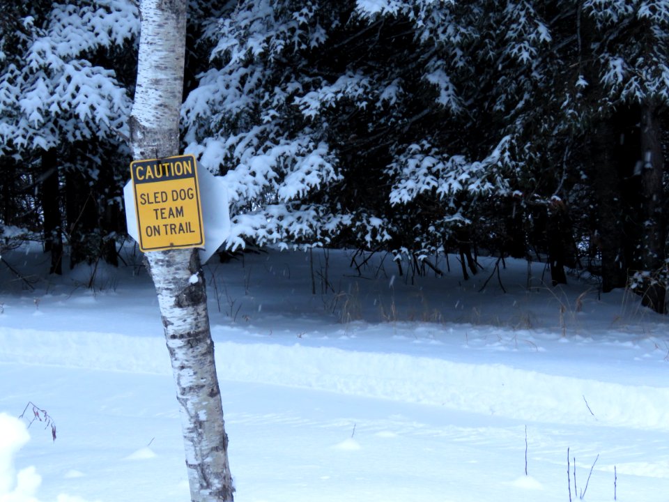 Dog mushing trail