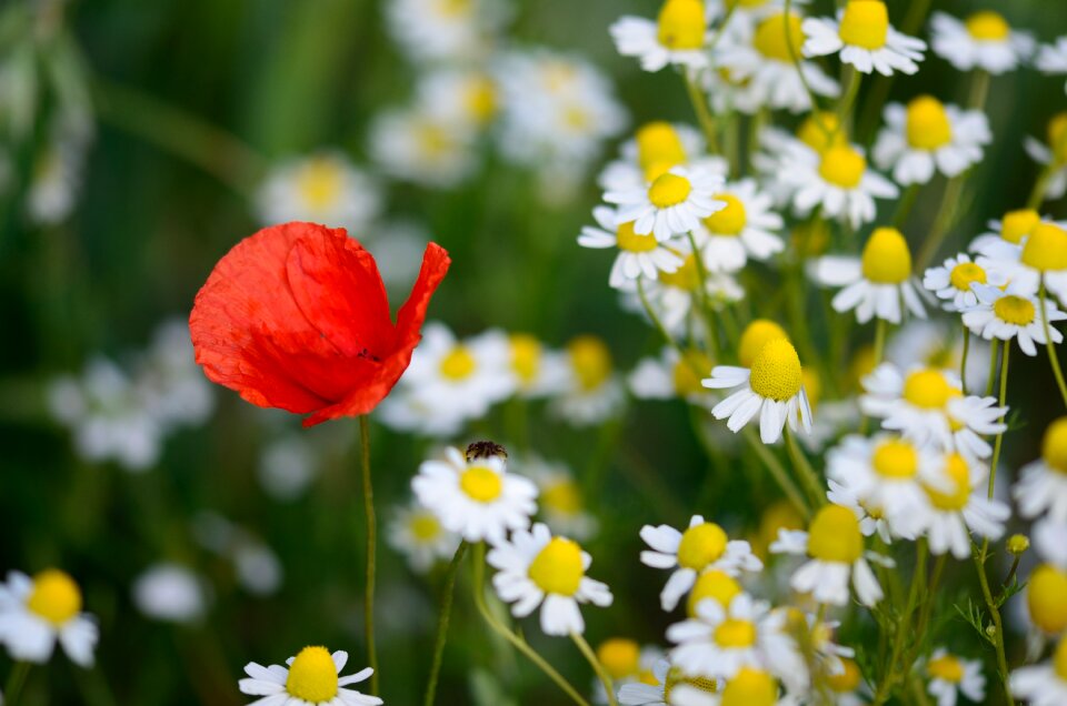 Flower nature red flowers