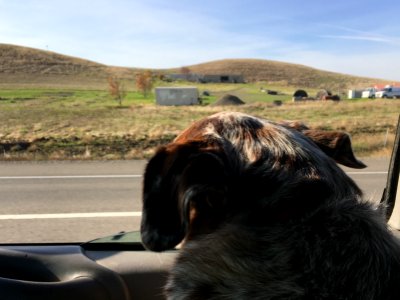 The Open Window Ear Flops