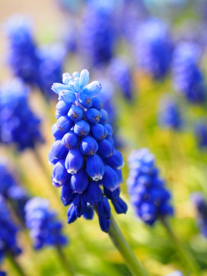Common grape hyacinth hyacinth ornamental plant