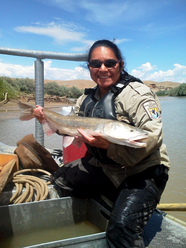 Colorado Pikeminnow