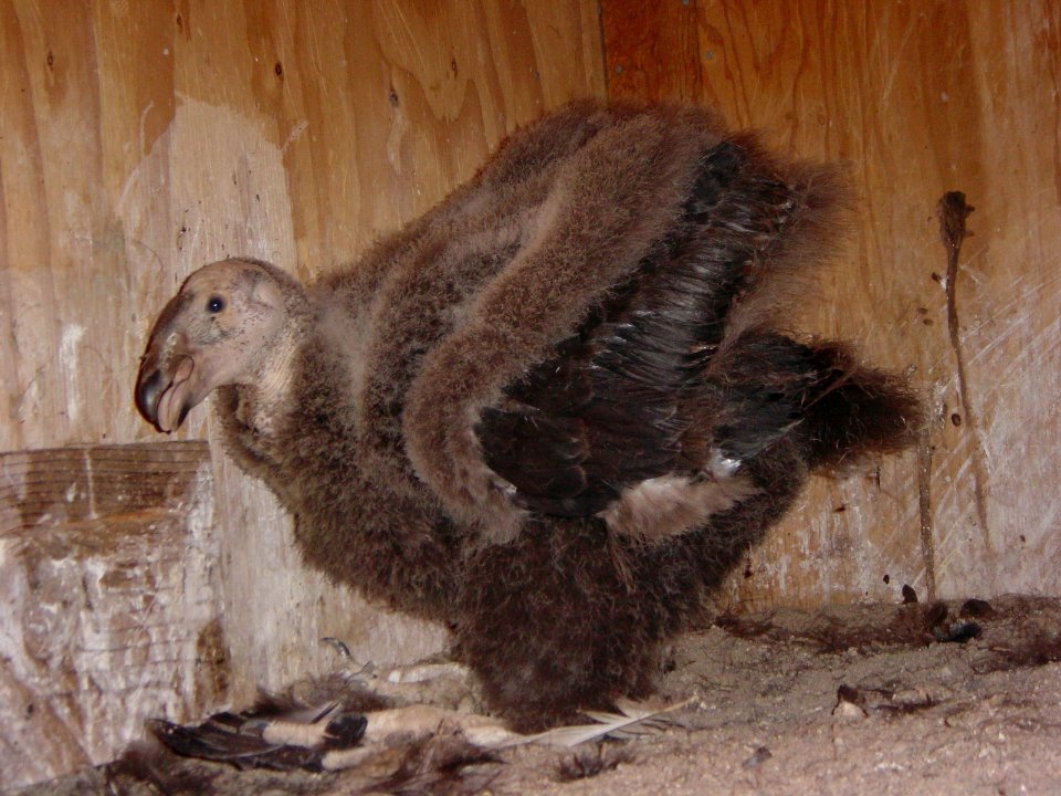 condor chick 503 75 days old