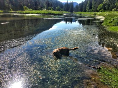 If There's a Body of Water, it's Open for a Swim