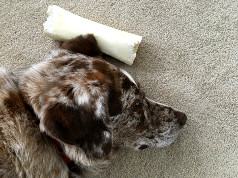 I'd Trade My Bone For a Pillow