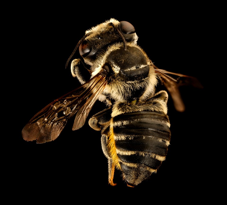 Megachile albitarsis, f, back, Chambers co, Texas 2016-07-27-17.29