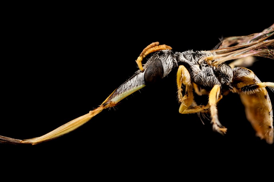 Geodiscelis longiceps, f, chile, face2 2014-08-08-16.25.16 ZS PMax photo