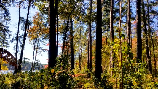 Daingerfield State Park