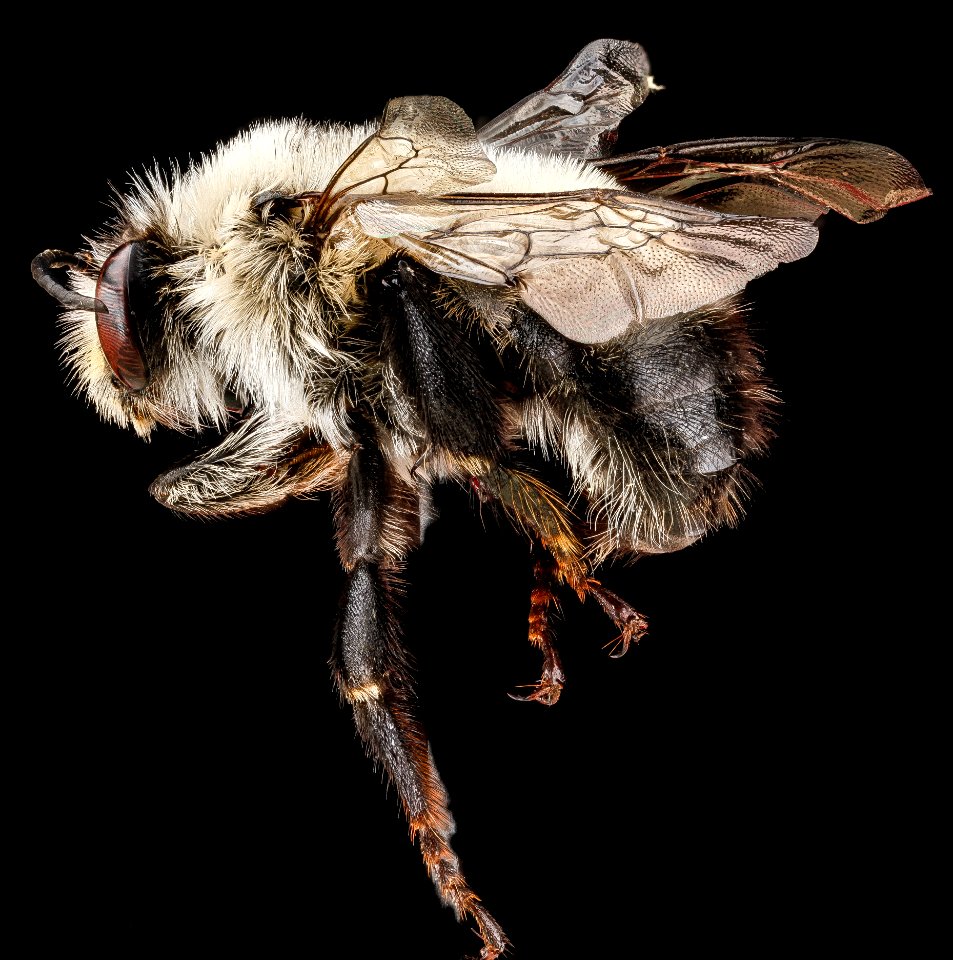 Anthophora bomboides, male, unkown, side 2012-06-12-14.55.11 ZS PMax